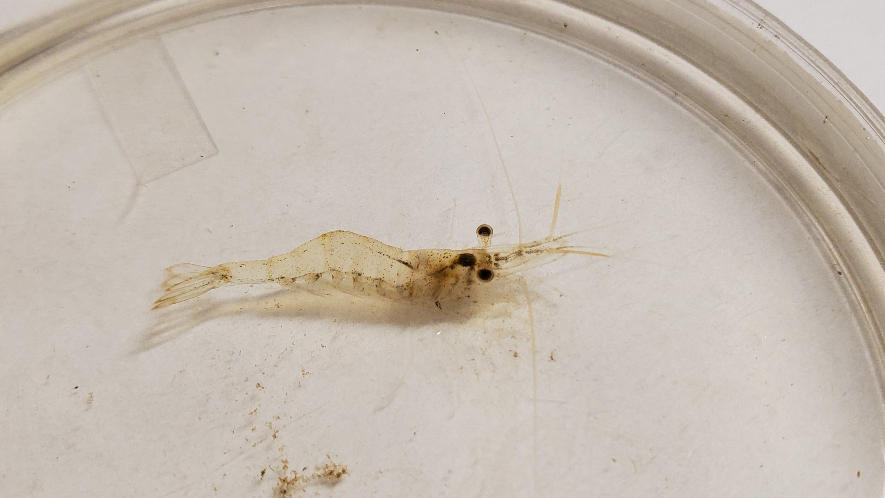 Freshwater shrimp on a white background 